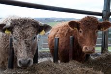 Hausrind (168 von 174).jpg